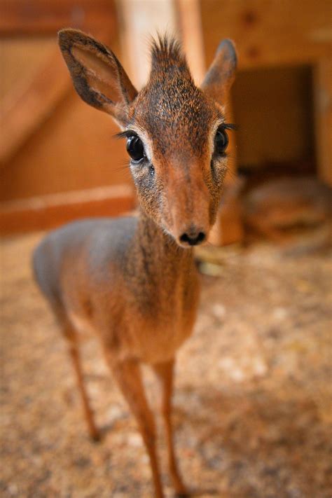 baby antelope called.